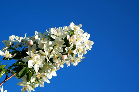 crabapple2