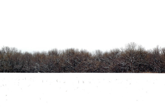 winterwoods