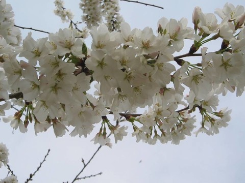 山茱萸開花