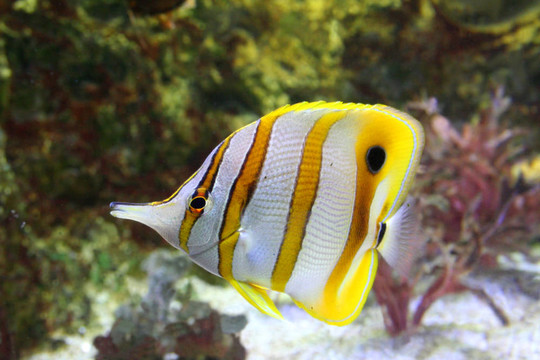 蝴蝶魚