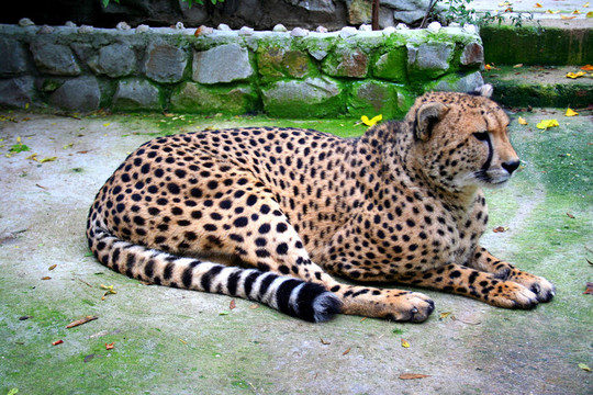 獵豹