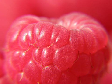 紅樹莓