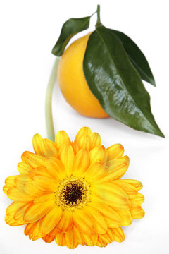 花橙