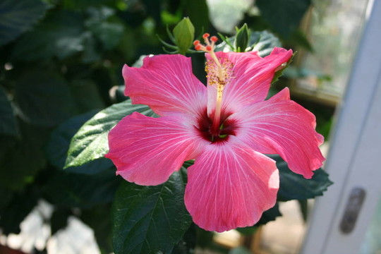 芙蓉花；蘇丹玫瑰