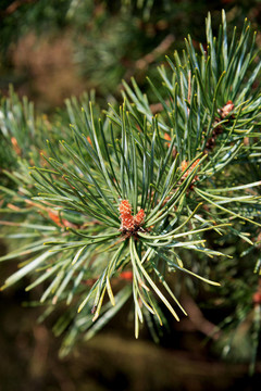 Pinus（Pinaceae）