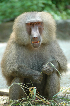 Hamadryas Baboon（Papio hamadryas）