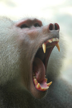 Hamadryas Baboon（Papio hamadryas）