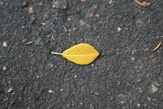 狗薔薇葉