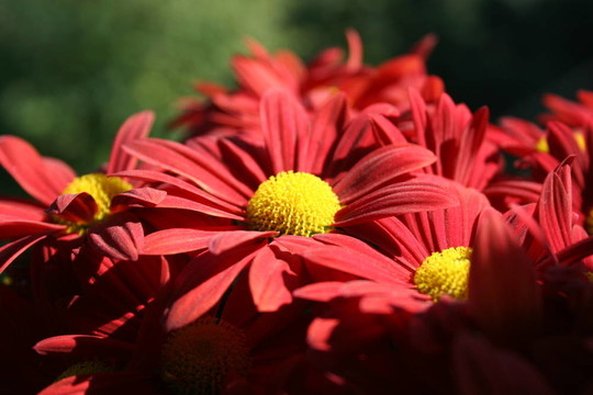 蝴蝶花