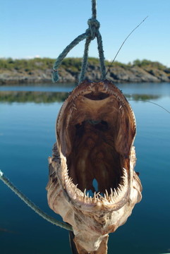 丑魚