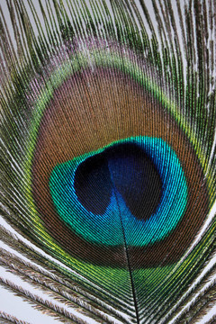 孔雀羽毛