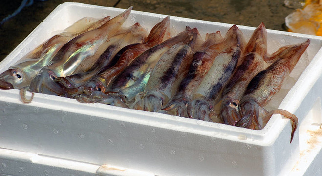 魷魚