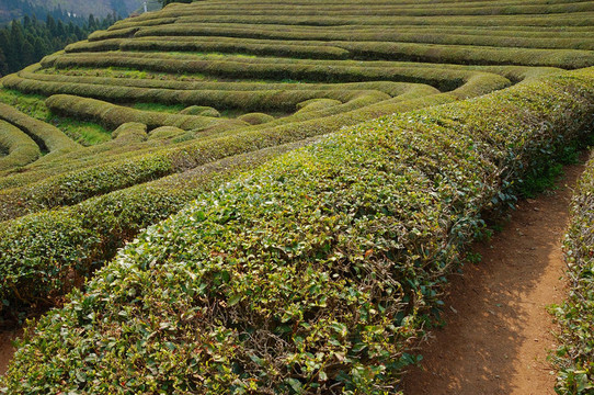 茶樹(shù)的綠色