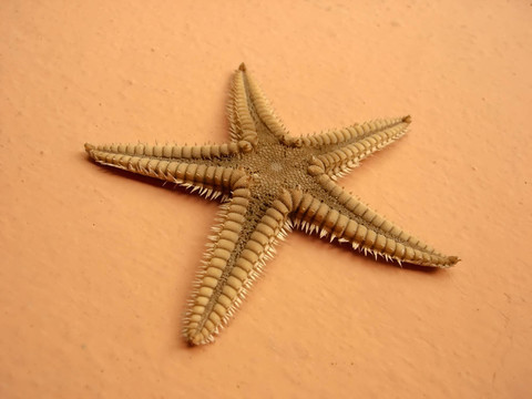 海星