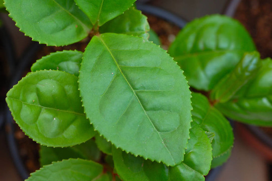 綠茶葉