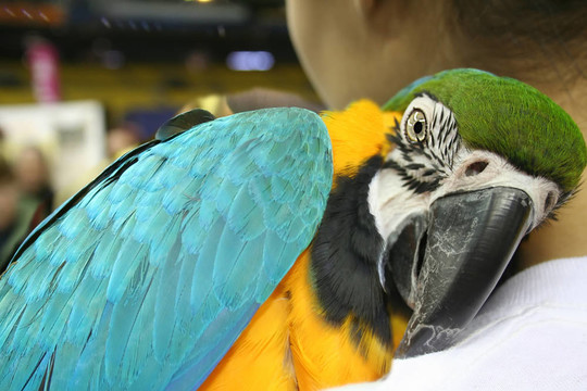 美麗的Parrot在我的肩膀上