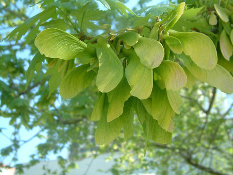 菩提樹