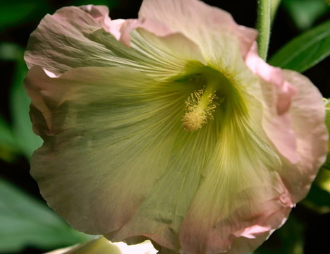 蜀葵花