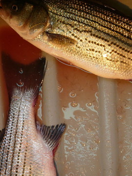 釣魚的一天