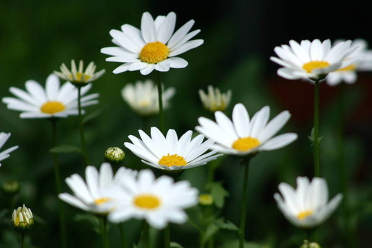 雛菊