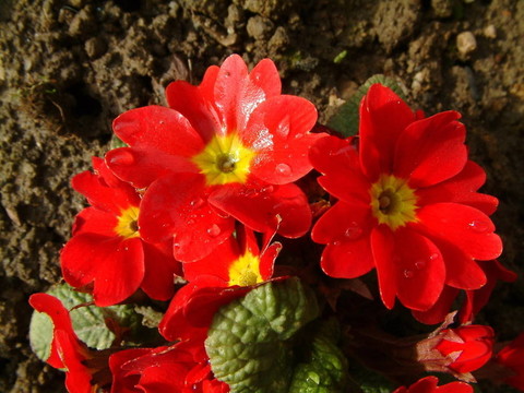 紅櫻草