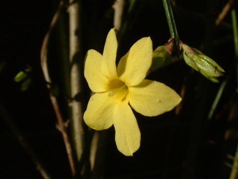 迎春花