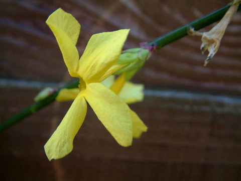迎春花