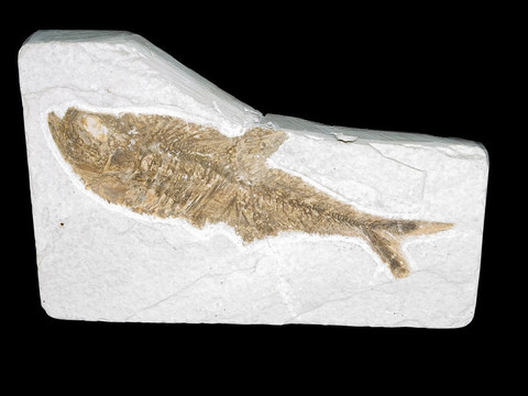 古代魚(yú)化石