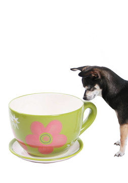 大茶杯和小狗