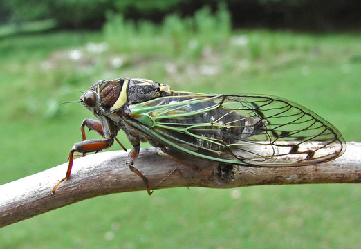 Cicada（焰bichamatus）