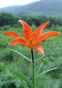 莉莉（百合buschianum）