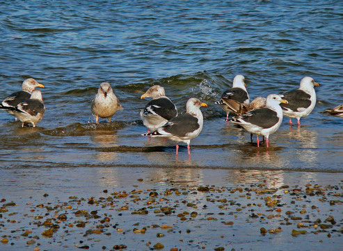 灰背鷗（Larus schistisagus）