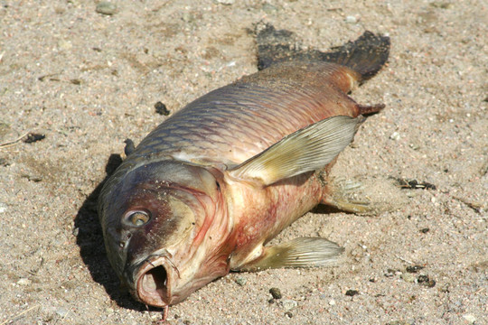 死魚