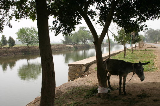尼羅河