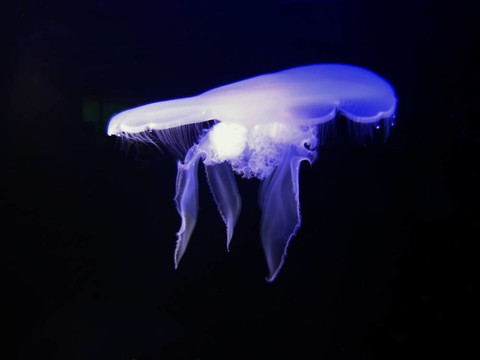 生物發(fā)光