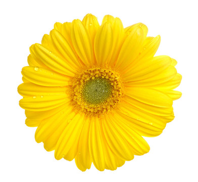 非洲菊