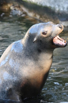 海獅