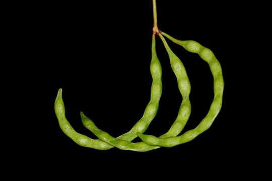 相思豆