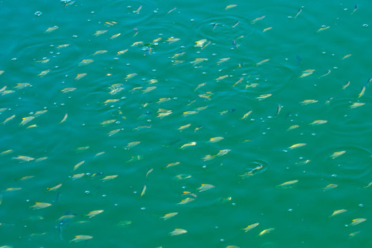 魚群