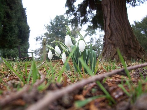 雪花蓮