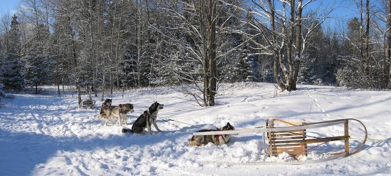 有一些其他的狗；狗拉雪橇；魁北克；全景
