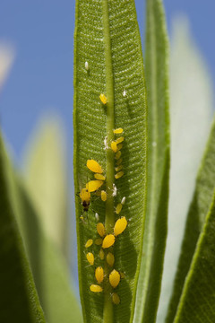 Buggy Oleander離開(kāi)