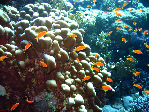 scalefin anthias