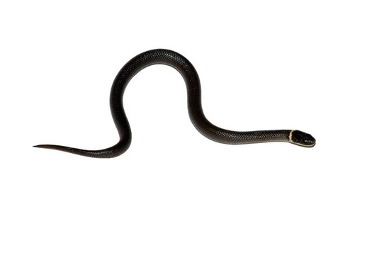 小改變蛇（diadophis punctatus）