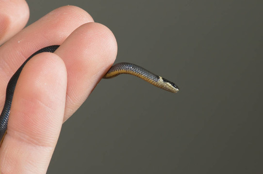 小改變蛇（diadophis punctatus）