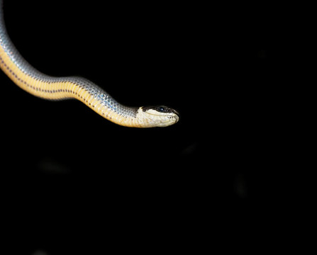 小改變蛇（diadophis punctatus）