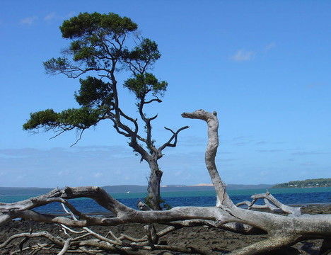 海灘邊的樹