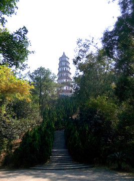 新會(huì)凌云塔全景