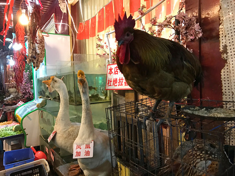 鳳凰古城