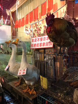 鳳凰古城